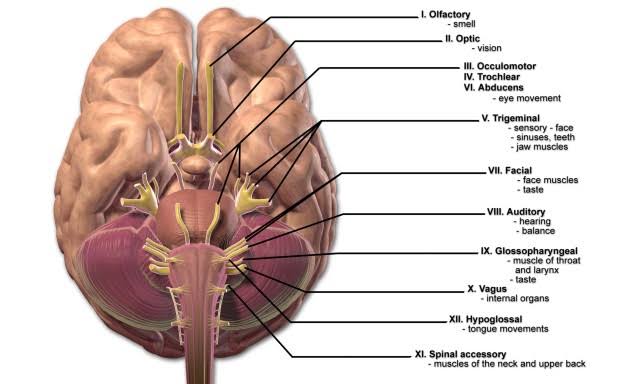 All About Cranial Nerves