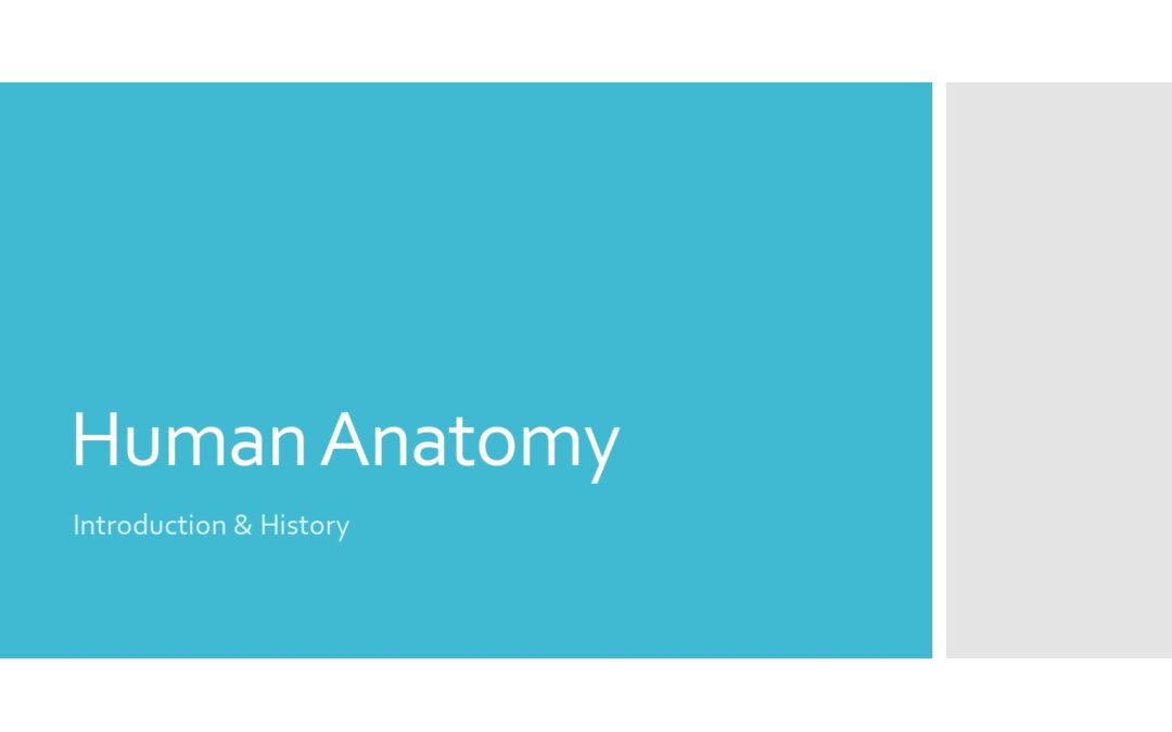 Human Anatomy