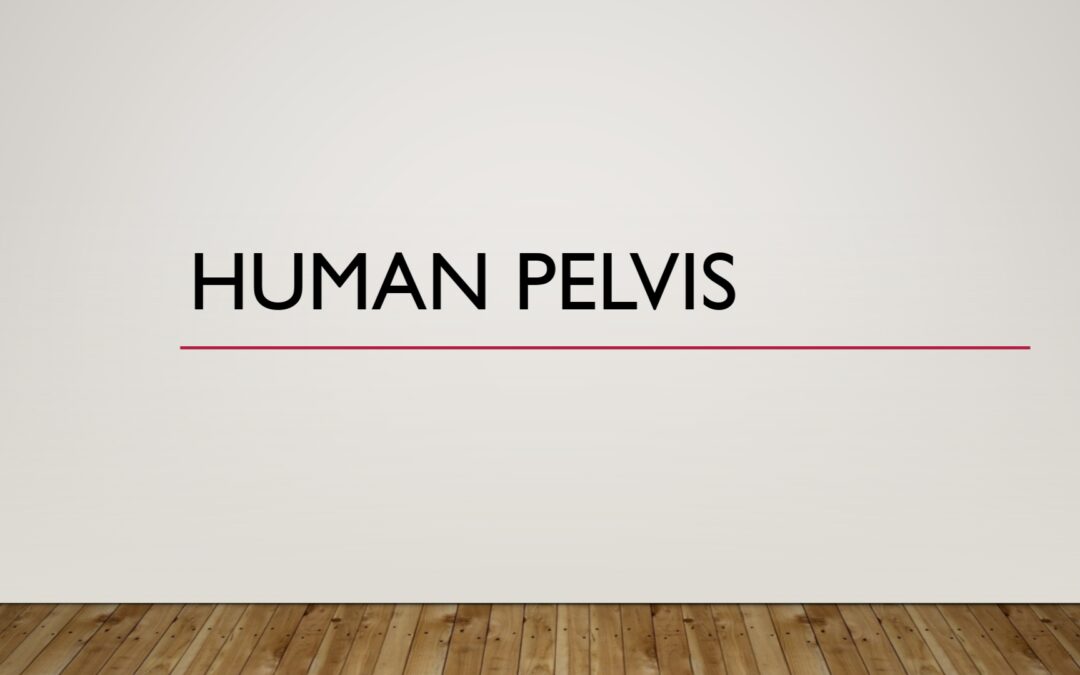 Human Pelvis