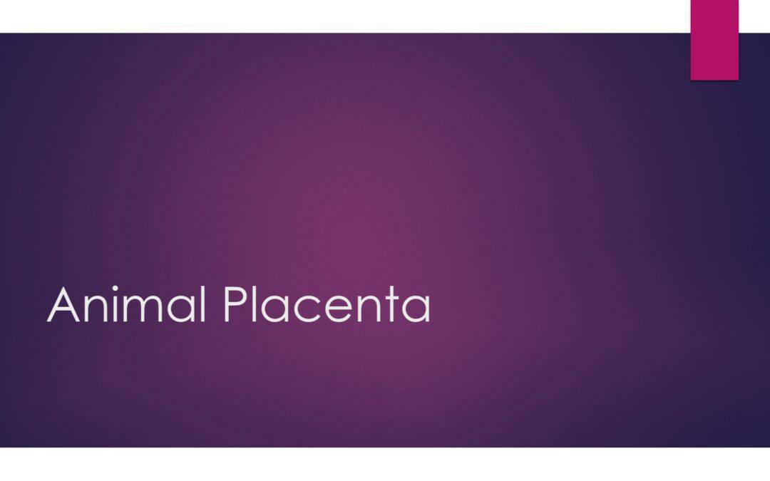 Animal Placenta