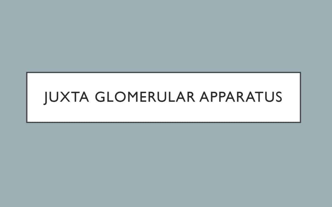 Juxta Glomerular Apparatus