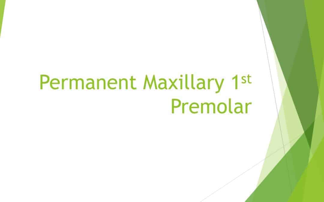 Permanent Maxillary 1st Premolar