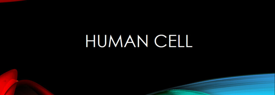 human cell