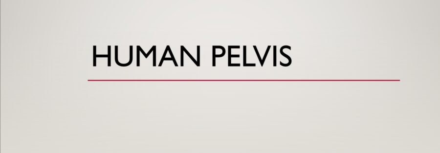 Human Pelvis